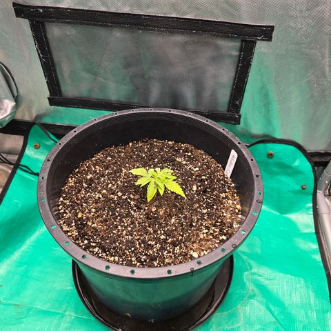Wedding cake  growlog timeline photo