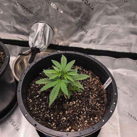 Collie Man Kush growlog timeline photo