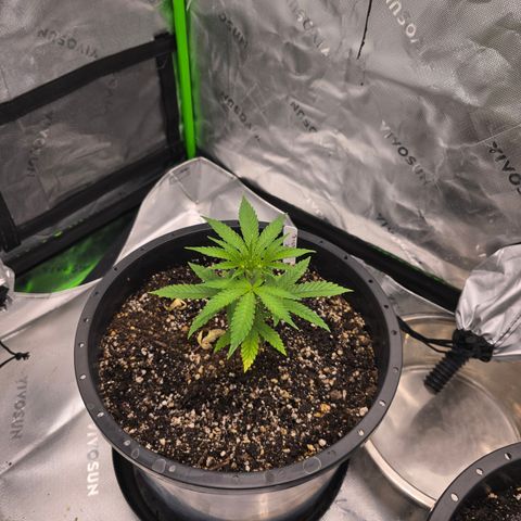 Grape Octane  growlog timeline photo