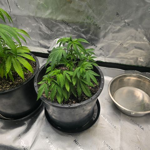 Collie Man Kush growlog timeline photo