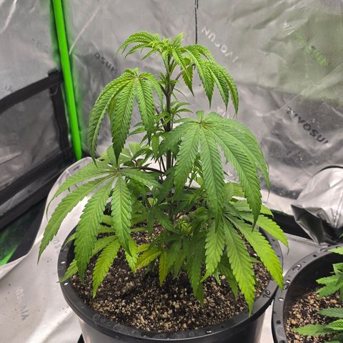Grape Octane  growlog timeline photo
