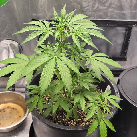 Wedding cake  growlog timeline photo