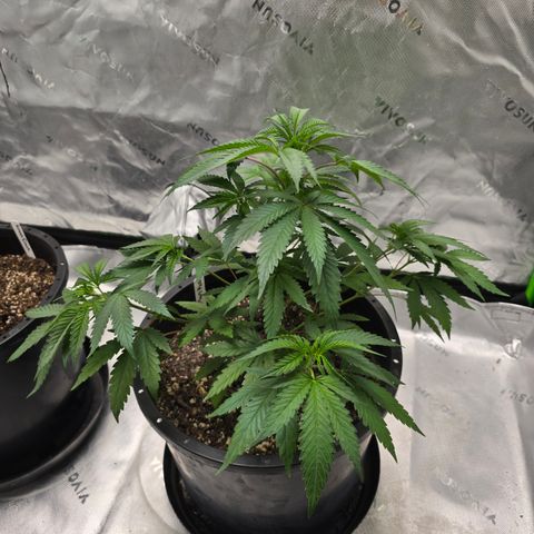 Collie Man Kush growlog timeline photo