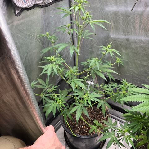Wedding cake  growlog timeline photo