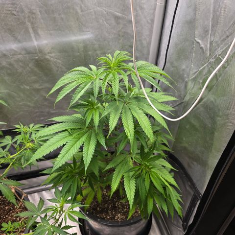 Grape Octane  growlog timeline photo