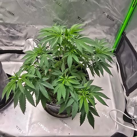 Collie Man Kush growlog timeline photo
