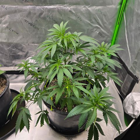 Collie Man Kush growlog timeline photo