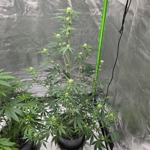 Wedding cake  growlog timeline photo