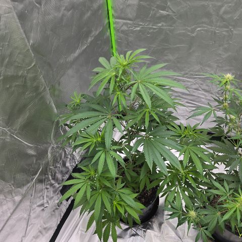 Grape Octane  growlog timeline photo