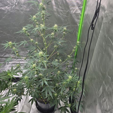 Wedding cake  growlog timeline photo