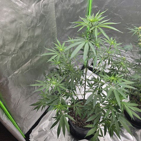Grape Octane  growlog timeline photo