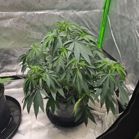Collie Man Kush growlog timeline photo
