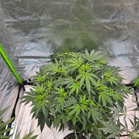 Collie Man Kush growlog timeline photo