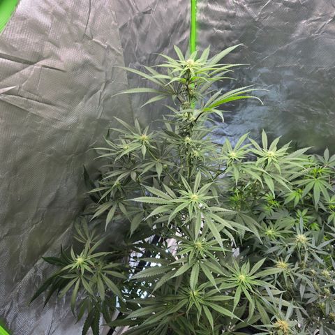 Grape Octane  growlog timeline photo