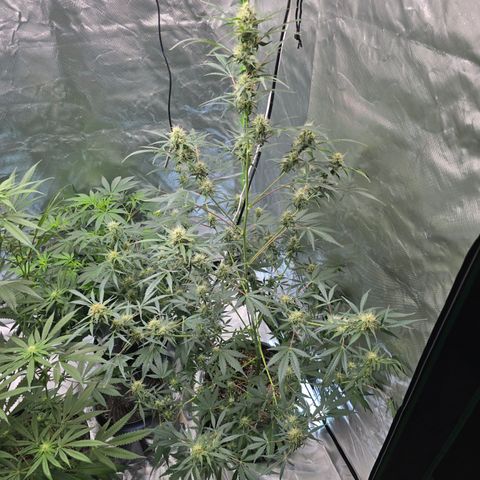 Wedding cake  growlog timeline photo