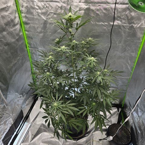 Grape Octane  growlog timeline photo