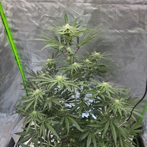 Grape Octane  growlog timeline photo