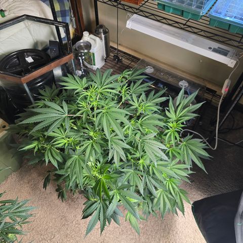 Collie Man Kush growlog timeline photo