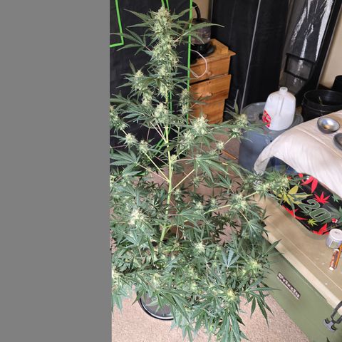 Wedding cake  growlog timeline photo