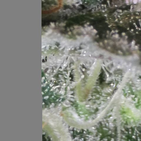 Wedding cake  growlog timeline photo