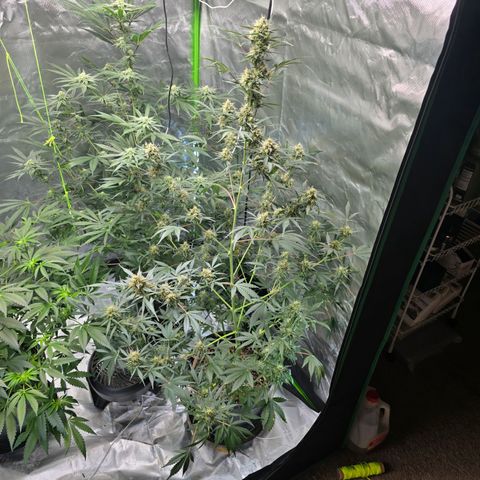 Wedding cake  growlog timeline photo