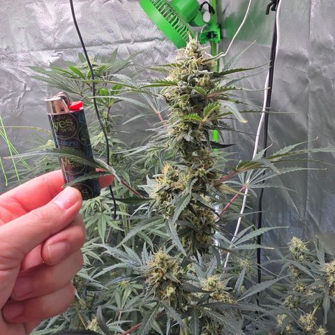 Wedding cake  growlog timeline photo