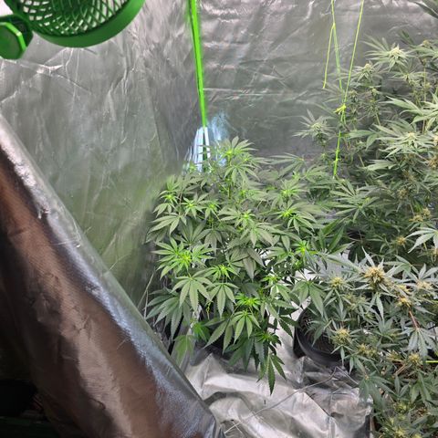 Collie Man Kush growlog timeline photo