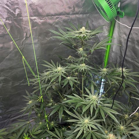 Grape Octane  growlog timeline photo