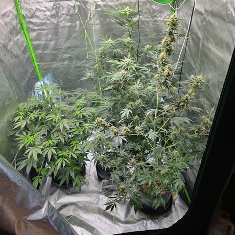 Grape Octane  growlog timeline photo