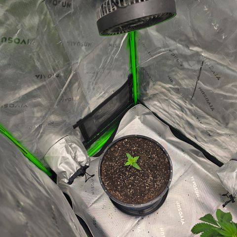 White Widow growlog timeline photo