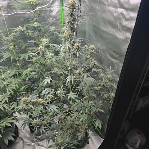 Wedding cake  growlog timeline photo