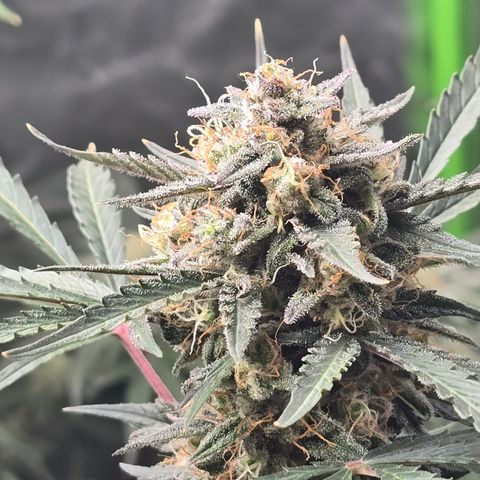 Wedding cake  growlog timeline photo