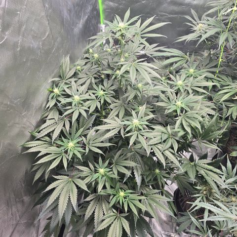 Collie Man Kush growlog timeline photo