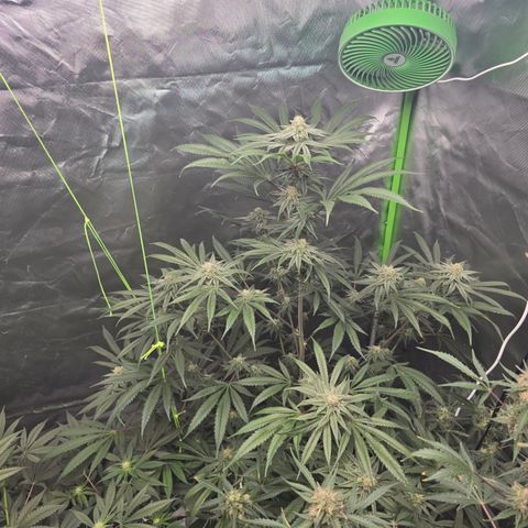 Grape Octane  growlog timeline photo