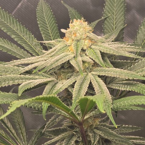 Grape Octane  growlog timeline photo