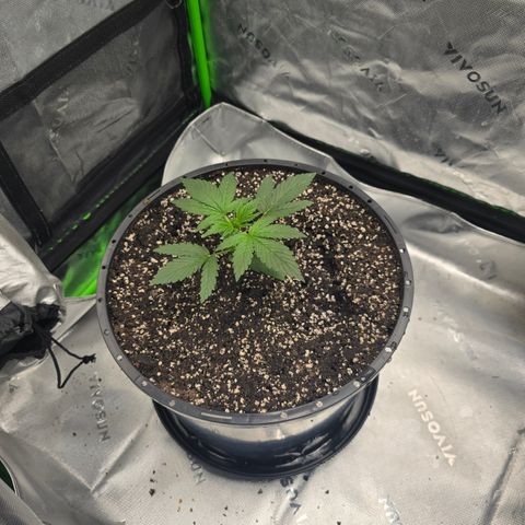 White Widow growlog timeline photo