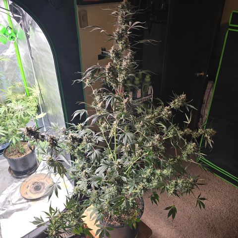Wedding cake  growlog timeline photo