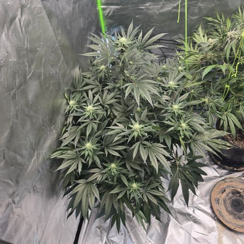 Collie Man Kush growlog timeline photo