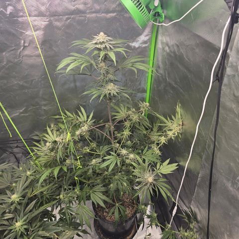 Grape Octane  growlog timeline photo
