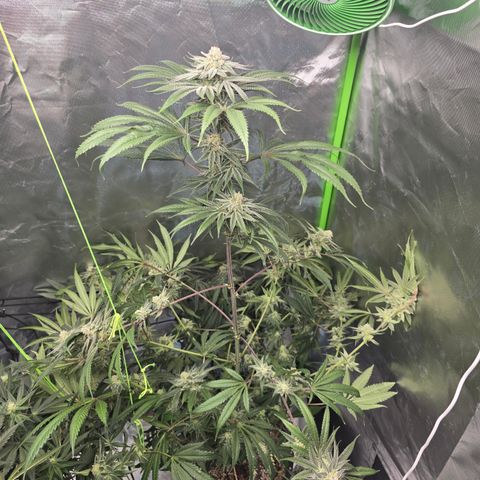 Grape Octane  growlog timeline photo