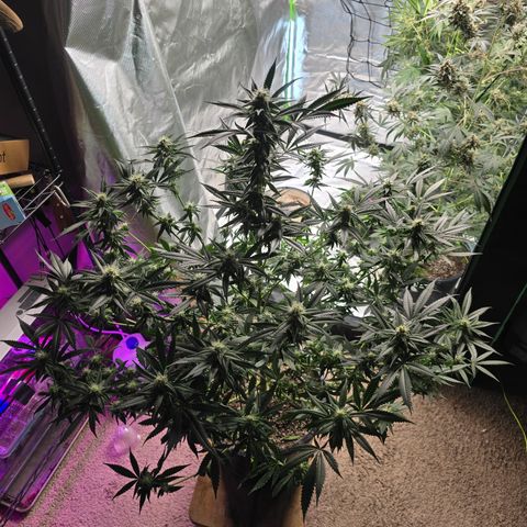 Collie Man Kush growlog photo: Defol
