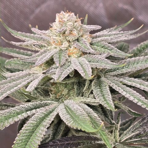 Grape Octane  growlog timeline photo