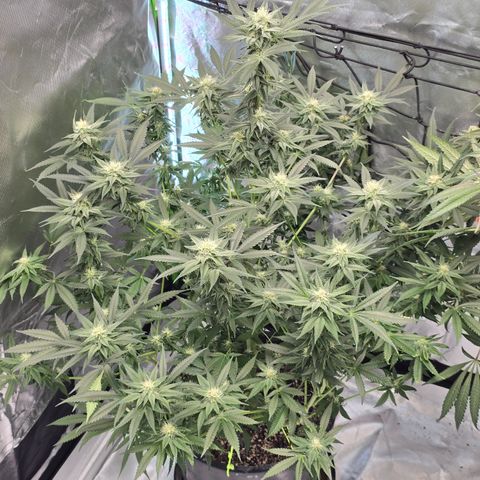Collie Man Kush growlog timeline photo