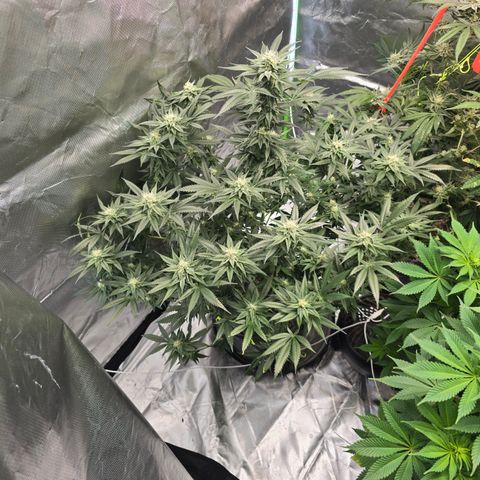 Collie Man Kush growlog timeline photo