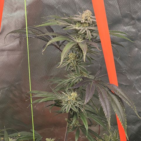 Grape Octane  growlog timeline photo