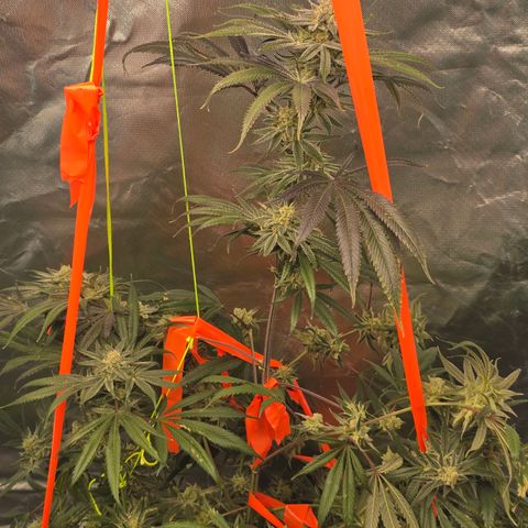 Grape Octane  growlog timeline photo