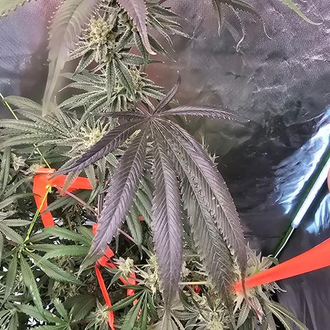 Grape Octane  growlog timeline photo