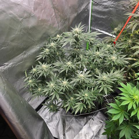 Collie Man Kush growlog timeline photo