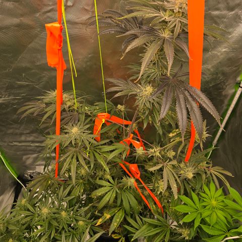 Grape Octane  growlog timeline photo