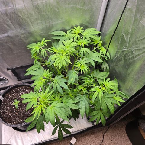 White Widow growlog timeline photo